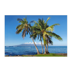 Lahaina Harbor Palm Trees Before Maui Fire Acrylic Print