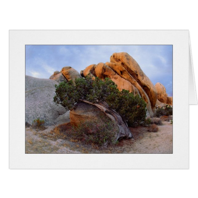 "Laid Back Juniper" Cards (Front Horizontal)