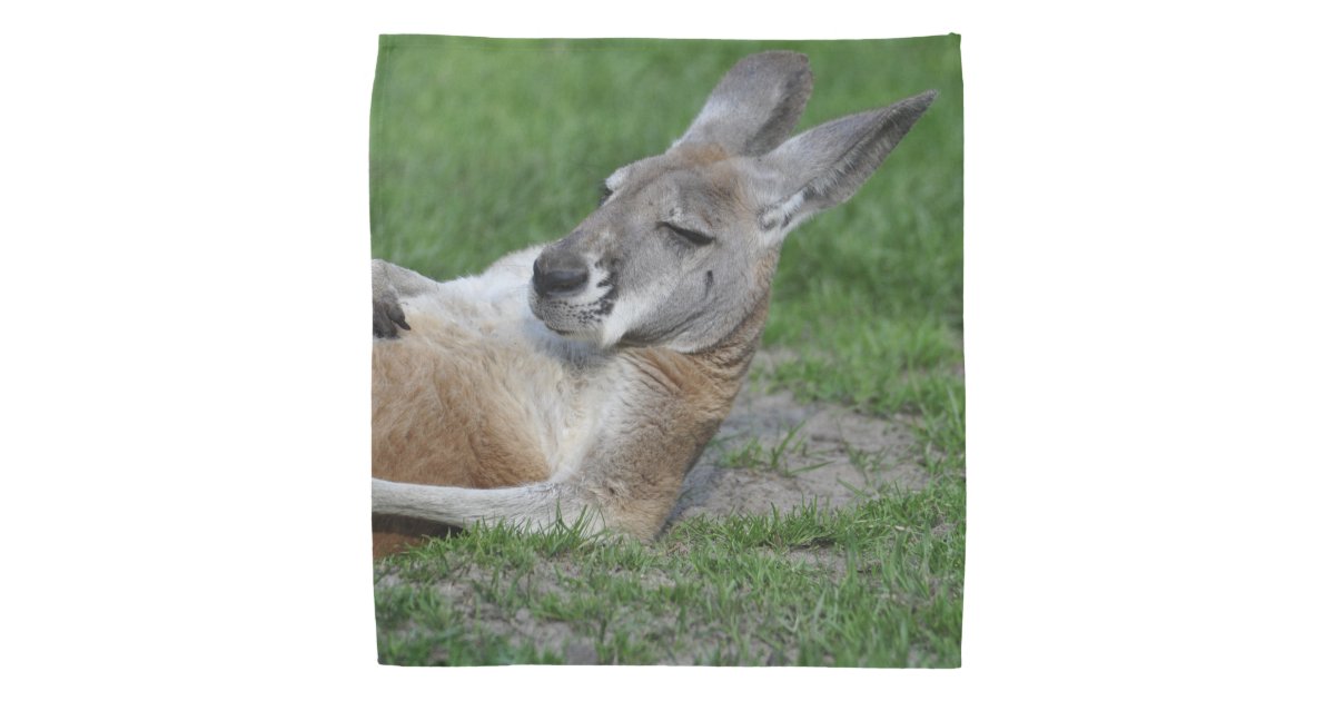 Download Laid-back Kangaroo Bandana | Zazzle.com