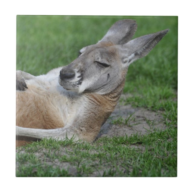 Laid-back Kangaroo Ceramic Tile (Front)