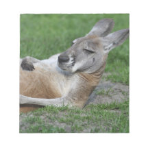 Laid-back Kangaroo