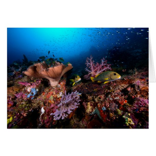 Laja Ampat Underwater (Front Horizontal)