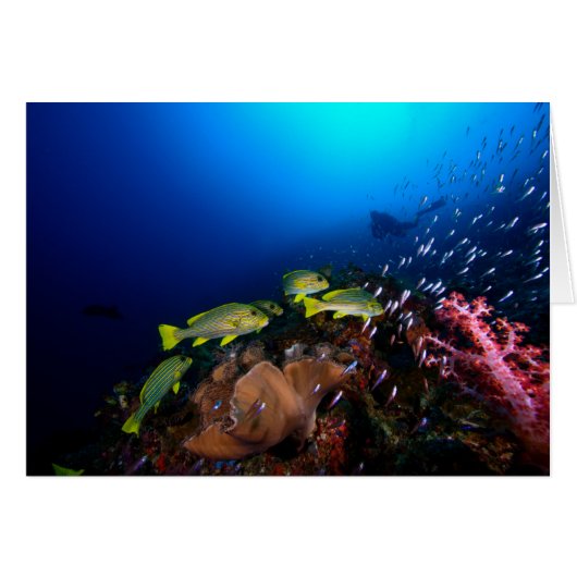 Laja Ampat Underwater 3 Cards (Front Horizontal)