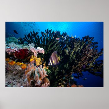 Laja Ampat Underwater 4 Poster by welcomeaboard at Zazzle