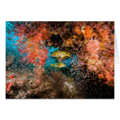 Laja Ampat Underwater 6 (Front Horizontal)