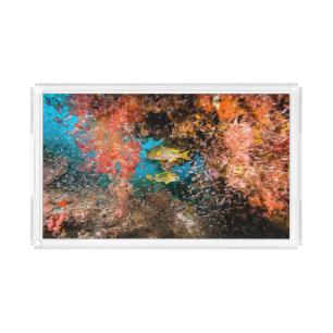 Laja Ampat Underwater 6 Acrylic Tray