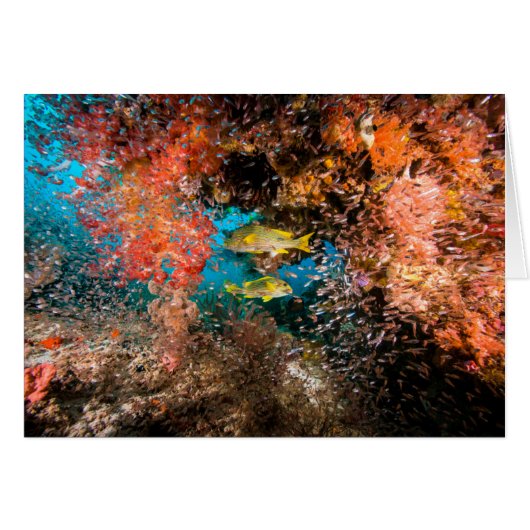 Laja Ampat Underwater 6 Cards (Front Horizontal)