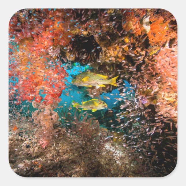 Laja Ampat Underwater 6 Square Sticker (Front)