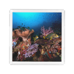 Laja Ampat Underwater Acrylic Tray