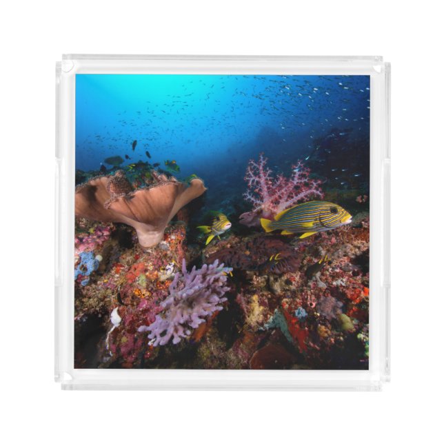 Laja Ampat Underwater Acrylic Tray (Front)