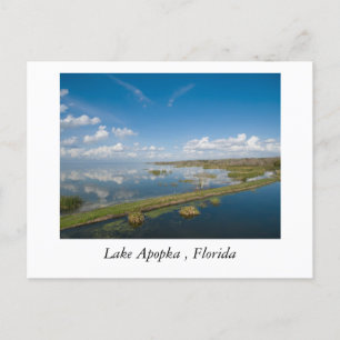 Lake Apopka, Florida Postcard