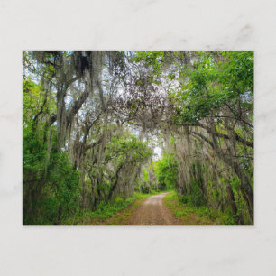 Lake Apopka Loop Trail, Florida Postcard