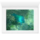 Lake Assal (Inside Horizontal (Bottom))