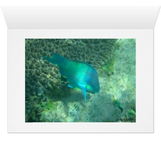 Lake Assal (Inside Horizontal (Bottom))