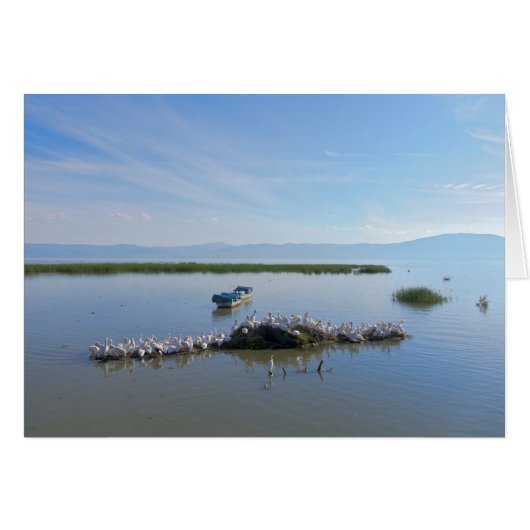 Lake Chapala Pelicans Cards (Front Horizontal)
