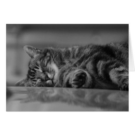 Lake Como Cat - 3 B&W Cards (Front Horizontal)
