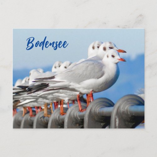 Lake Constance with its Seagulls Postcard
