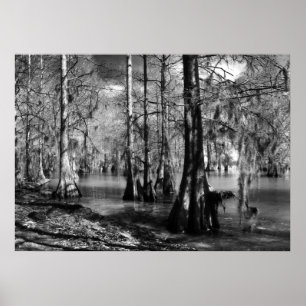 Lake Cypress in Black and White Poster