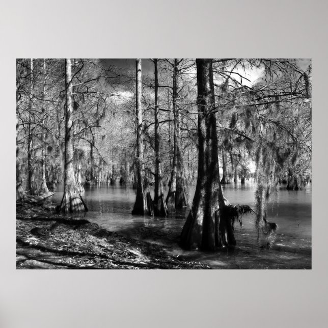 Lake Cypress in Black and White Poster (Front)