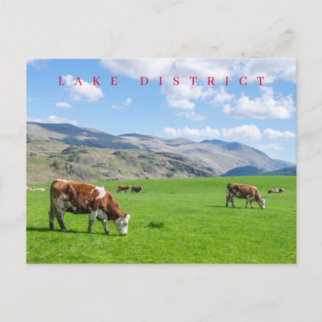 Lake District cows grazing postcard (Front)