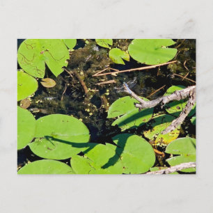 Lake Erie Metropark Dragonfly Postcard
