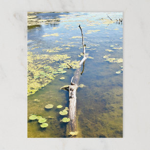 Lake Erie Metropark Turtle Log Horizontal Postcard