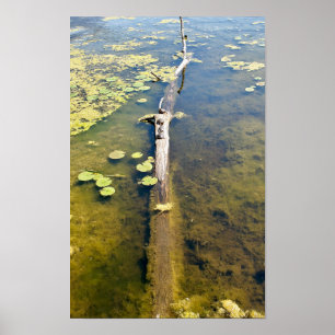 Lake Erie Metropark Turtle Log Horizontal Poster