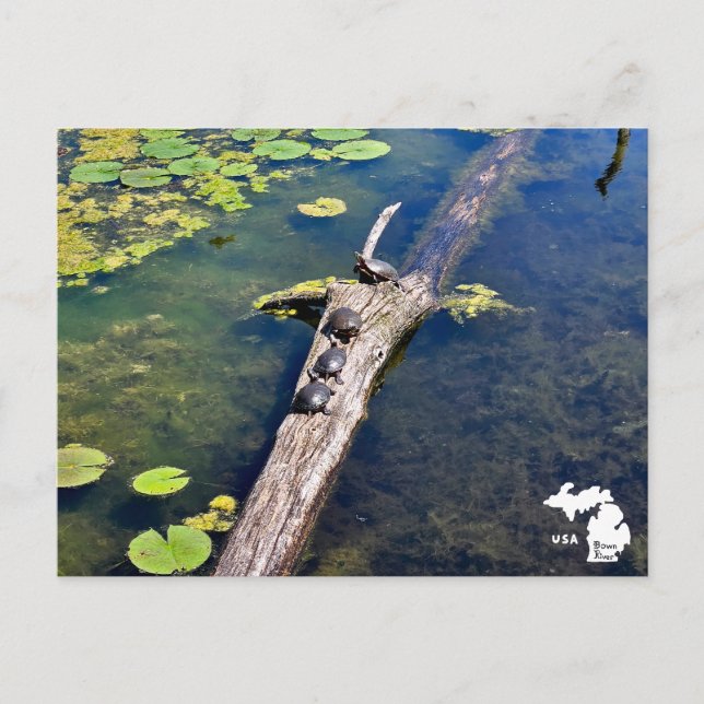 Lake Erie Metropark Turtle Log Vertical Logo Postcard (Front)