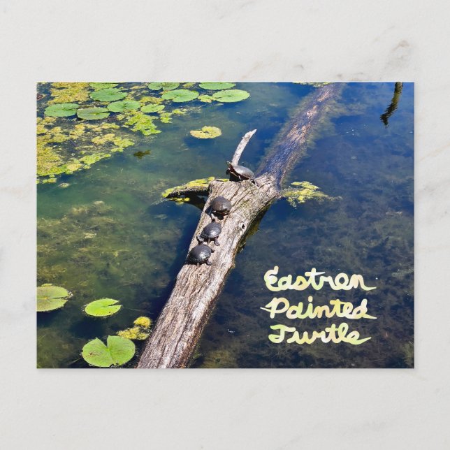 Lake Erie Metropark Turtle Log Vertical with Text Postcard (Front)