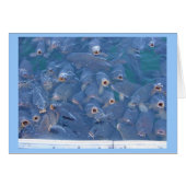 Lake Mead fishing (Front Horizontal)