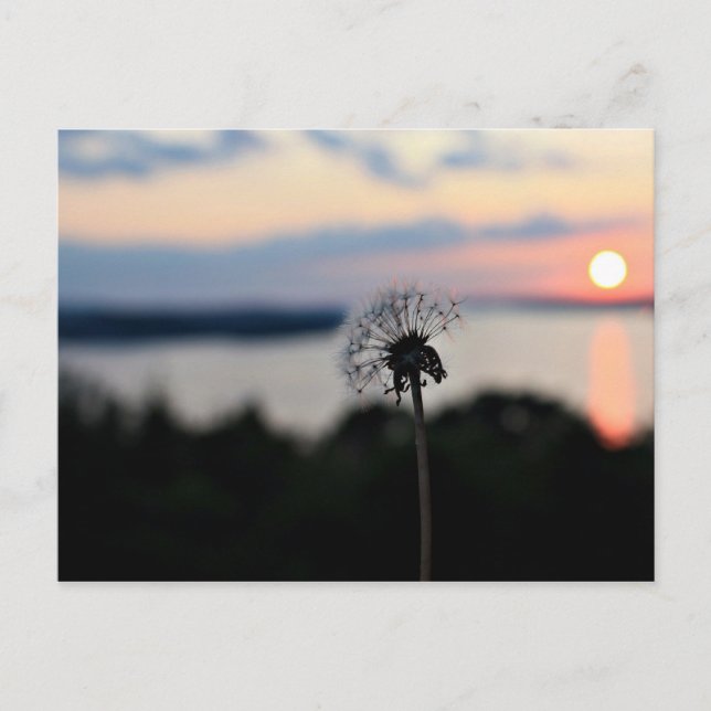 LAKE OZARK FLOWER POSTCARD (Front)