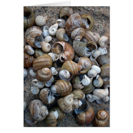 Lake Shore Shells Card (Front)