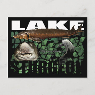 Lake Sturgeon-Collage-Postcard Postcard