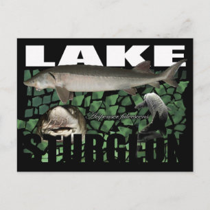 Lake Sturgeon-Collage-Postcard Postcard