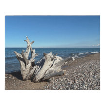 Lake Superior Driftwood Roots Photo #1