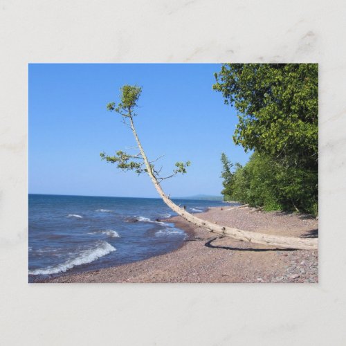 Lake Superior Lonely Tree Postcard