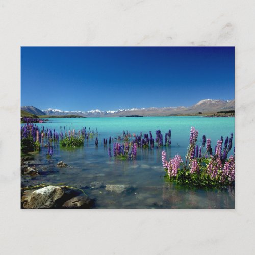 Lake Tekapo New Zealand Postcard