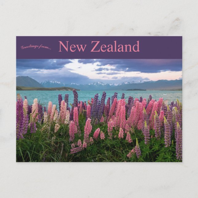 Lake Tekapo New Zealand Postcard (Front)