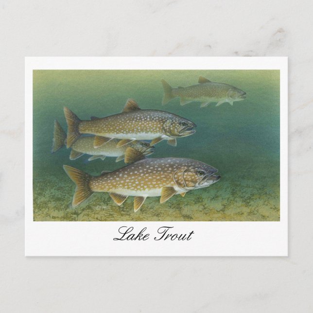 Lake Trout Painting Postcard (Front)