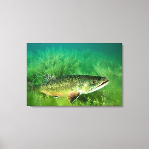 Lake Trout Portrait Emerald Lake Montana Canvas Print