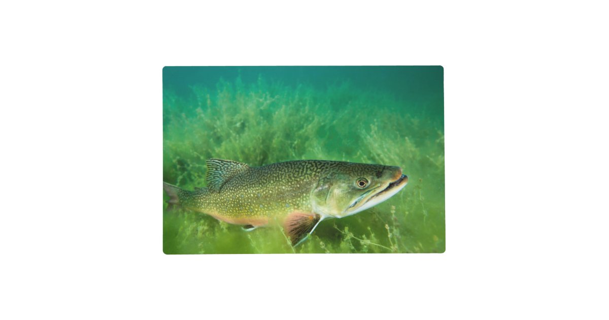 Lake Trout Portrait, Emerald Lake, Montana Placemat