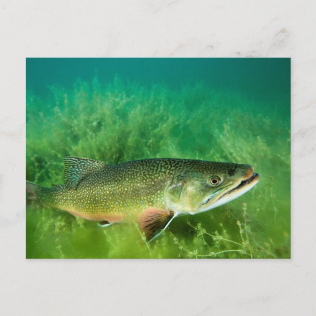Lake Trout Portrait, Emerald Lake, Montana Postcard (Front)