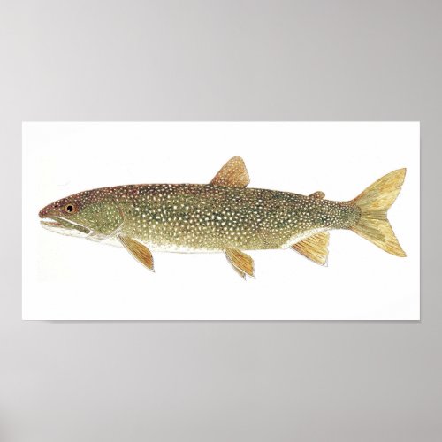 Lake Trout Watercolor Print