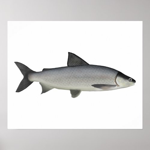 Lake Whitefish Poster