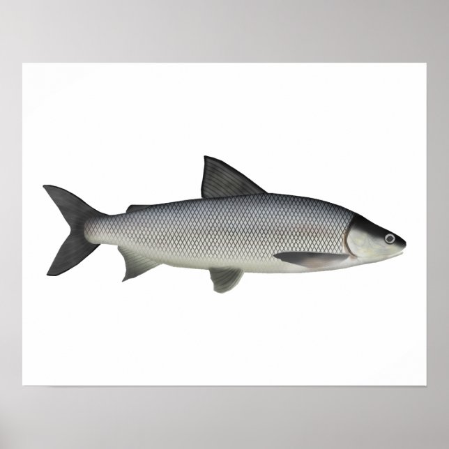 Lake Whitefish Poster (Front)