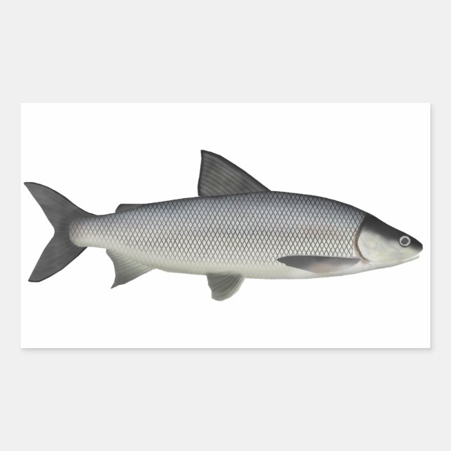 Lake Whitefish Rectangular Sticker (Front)