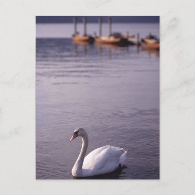 Lake Windermere Postcard (Front)