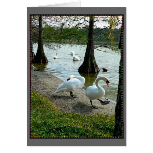 Lakeland Swans Cards (Front)