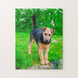 Lakeland Terrier Dog. Jigsaw Puzzle