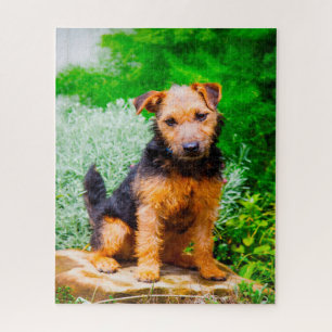 Lakeland Terrier Dog. Jigsaw Puzzle